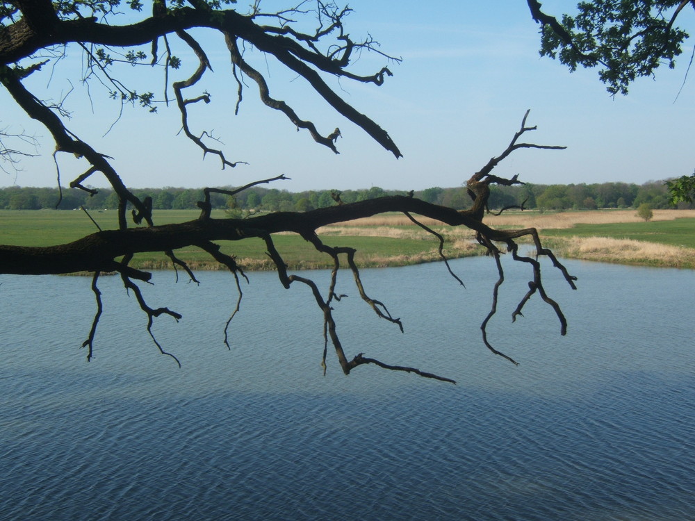 Totholz im Wörlitzer Park