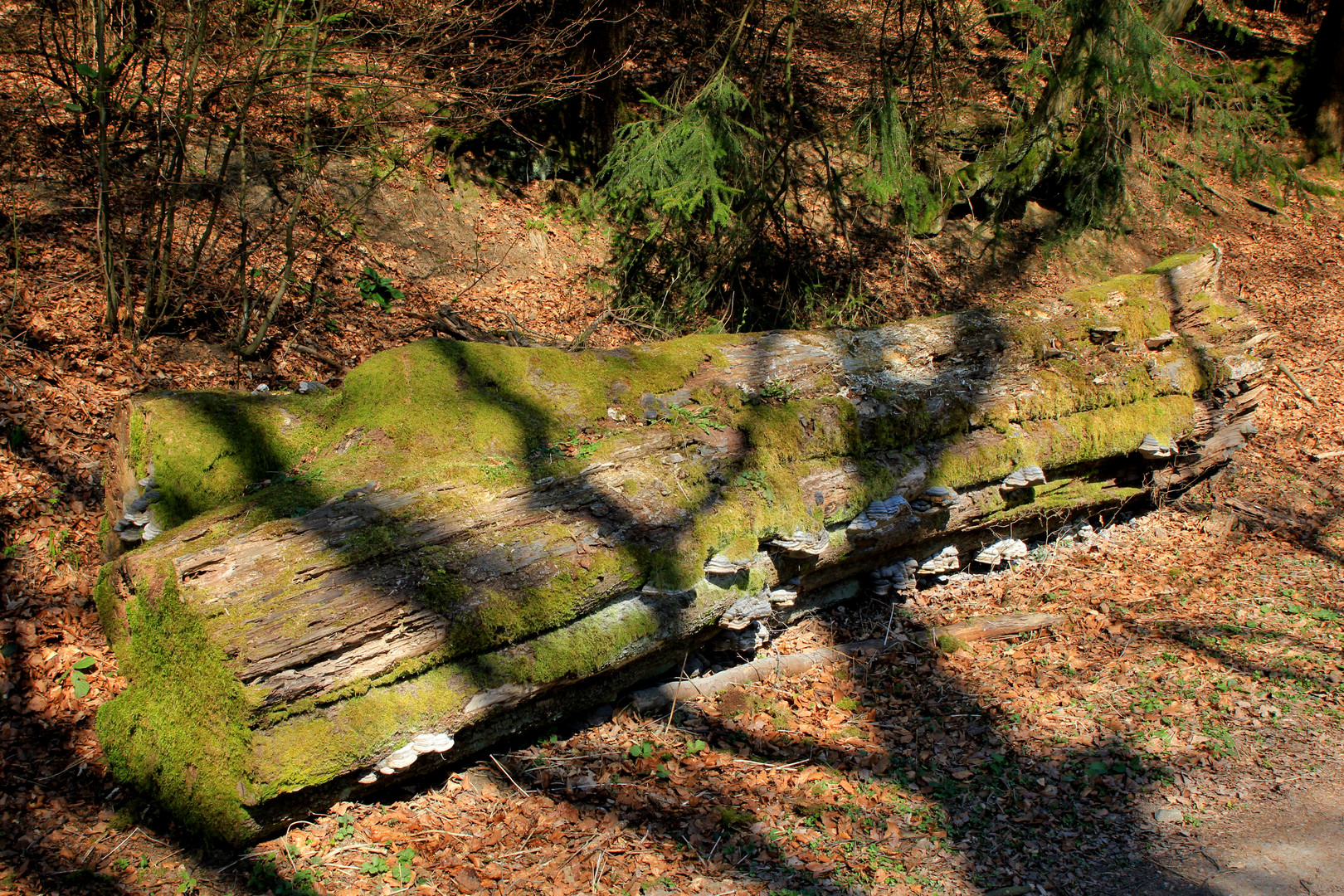 Totholz in der Nähe der Ginsburg (bei Hilchenbach-Grund) 2