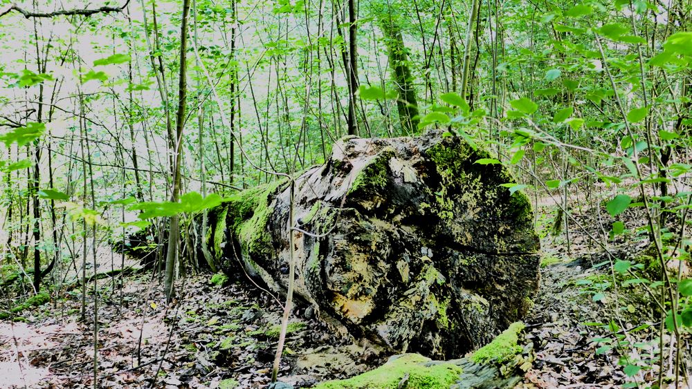 Totholz  -ist lebendes Holz! 