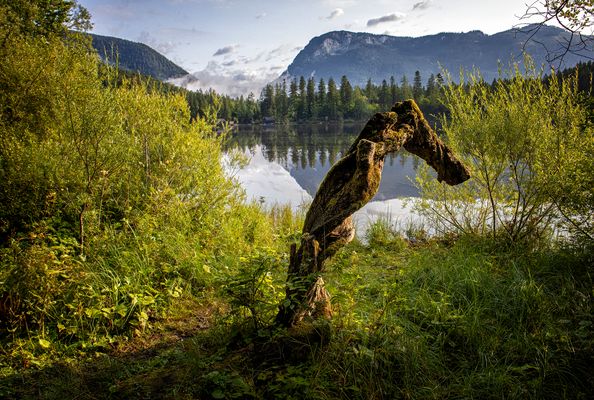 Totholz von der Morgensonne bestrahlt