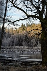 Totholzweiher