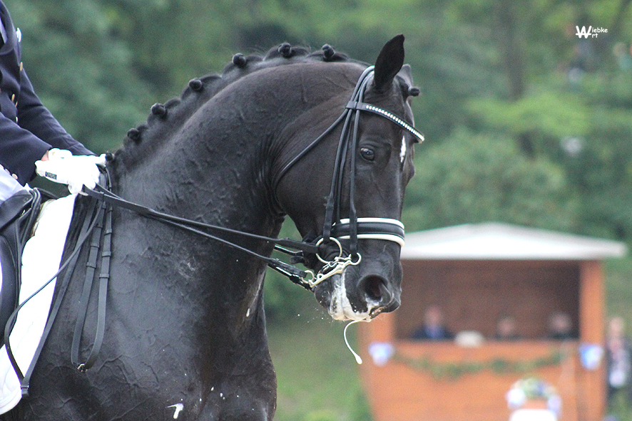 Totilas Foto & Bild tiere, haustiere, pferde, esel, maultiere Bilder