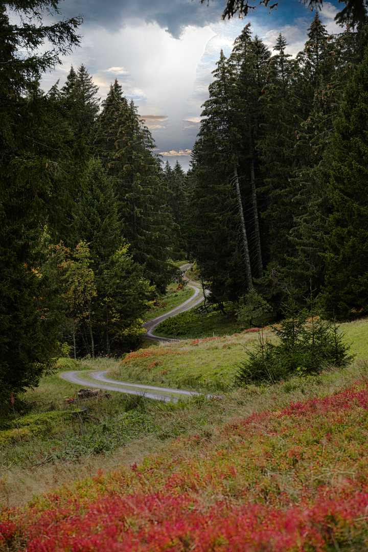 Totnauer Wald