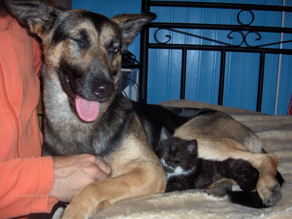 Toto Minou Foto Bild Tiere Tierfreundschaften Hund Bilder Auf Fotocommunity