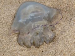 Toto Riesen Qualle am Strand