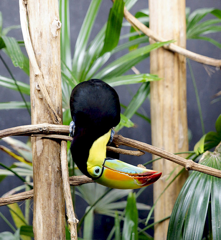 TOUCAN -