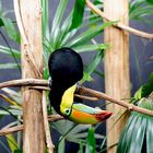 TOUCAN -