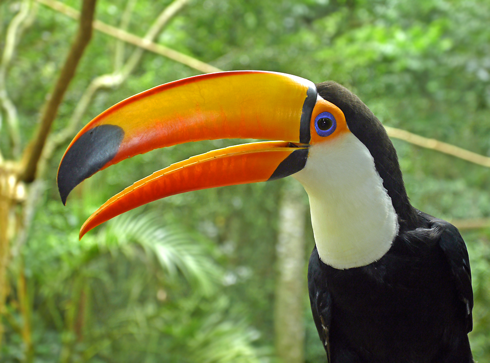 Toucan