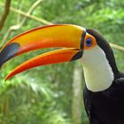 Toucan