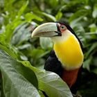 Toucan