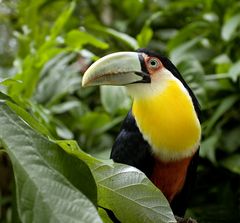 Toucan