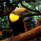 TOUCAN.