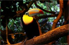 TOUCAN.