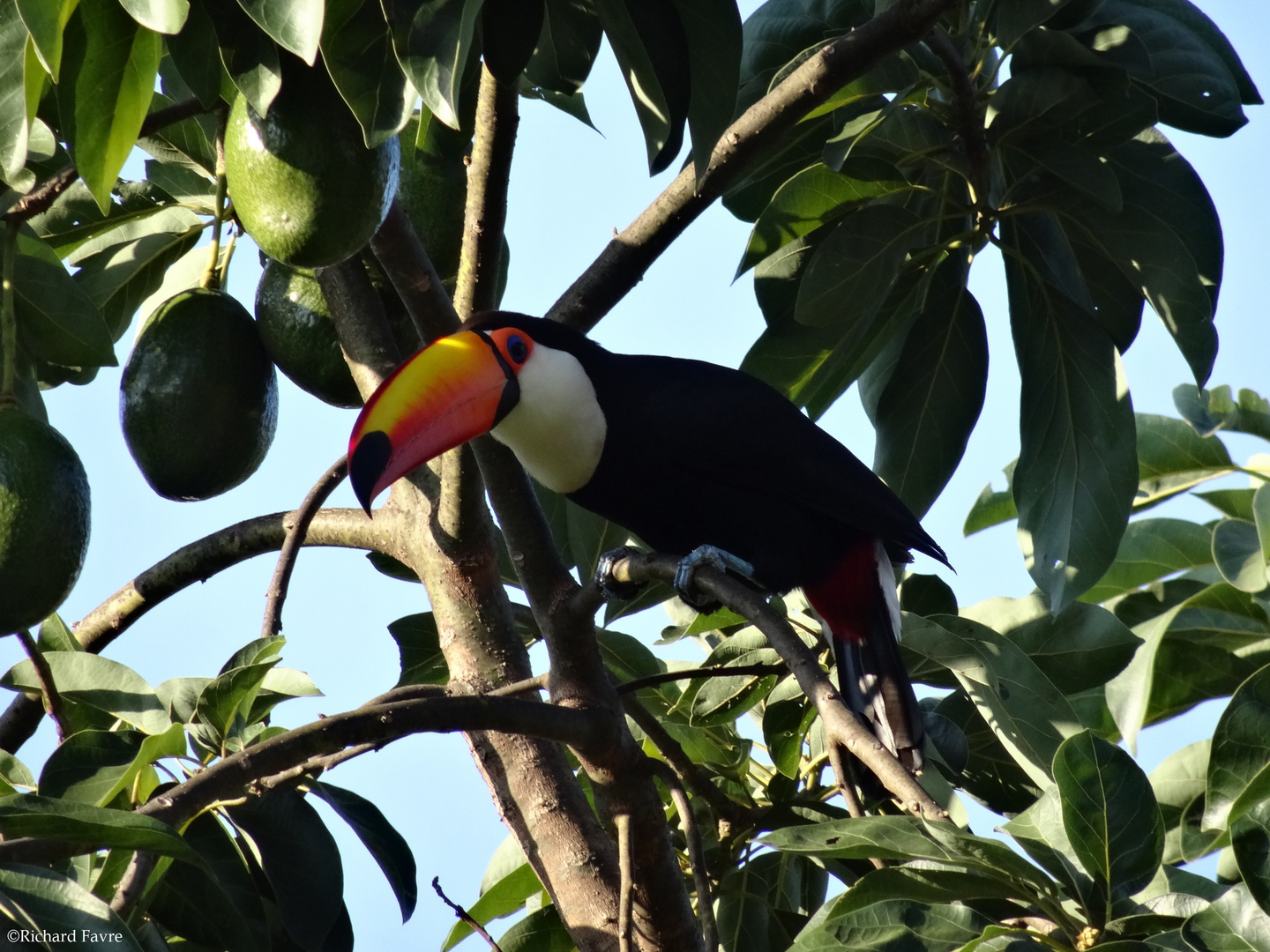 Toucan