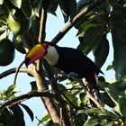 Toucan