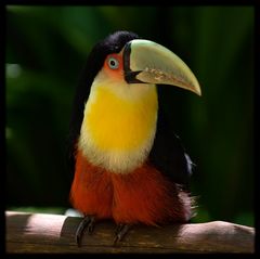 Toucan