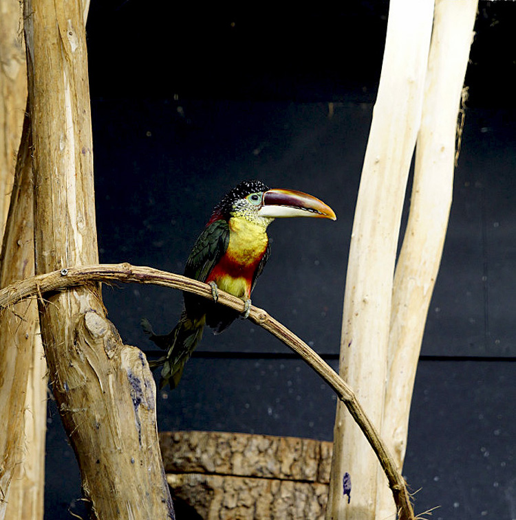 TOUCAN - -