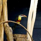 TOUCAN - -