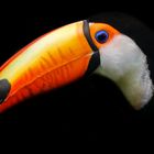 Toucan