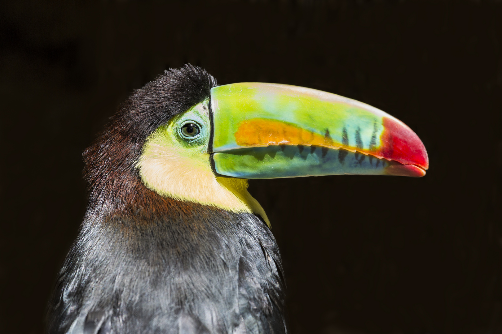 Toucan à carène