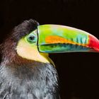 Toucan à carène