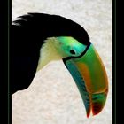 Toucan à carène