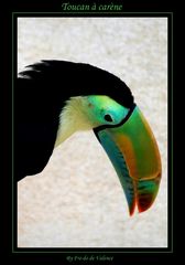 Toucan à carène