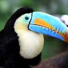 Toucan à carène ...