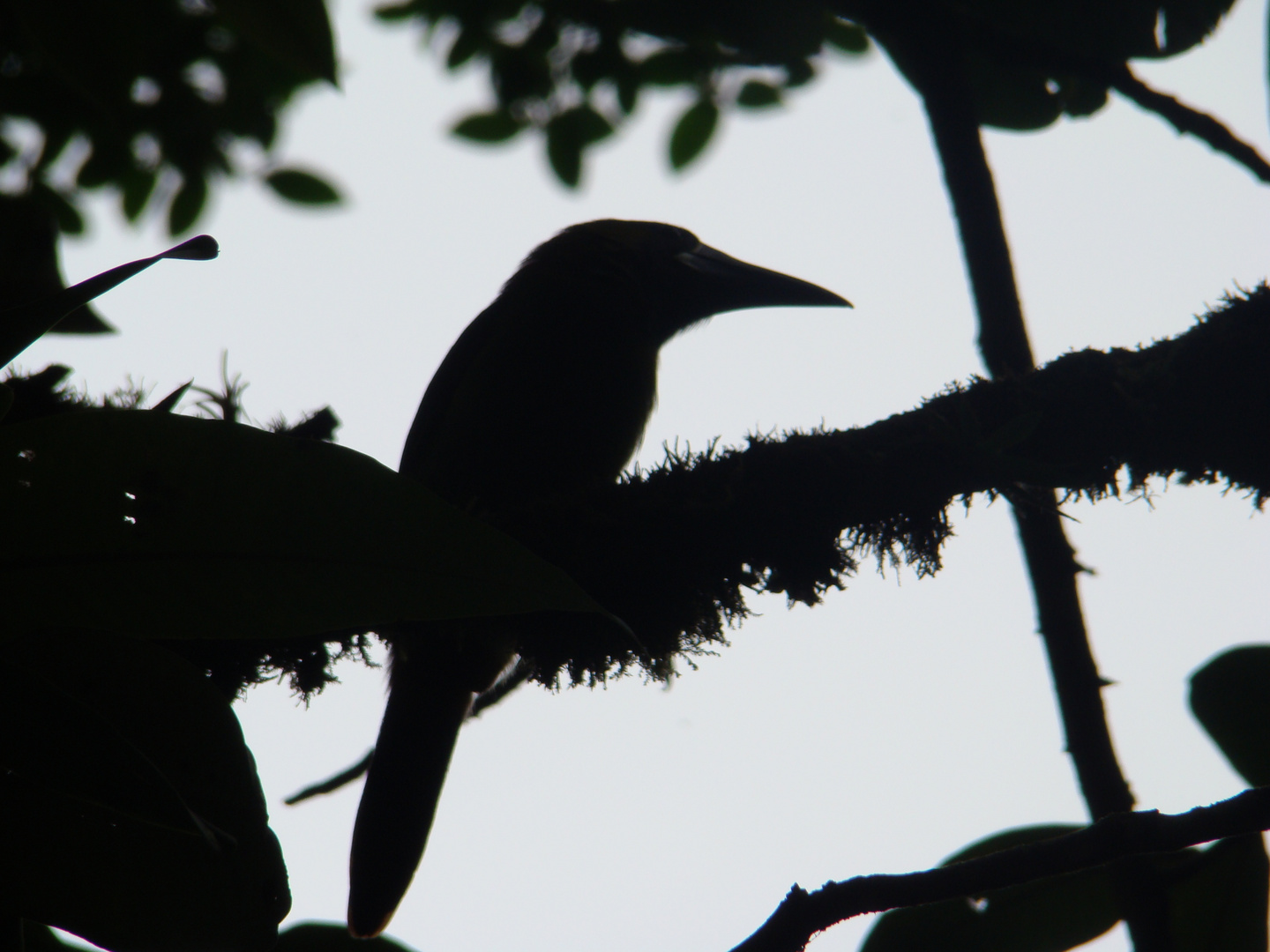 Toucan a contre jour