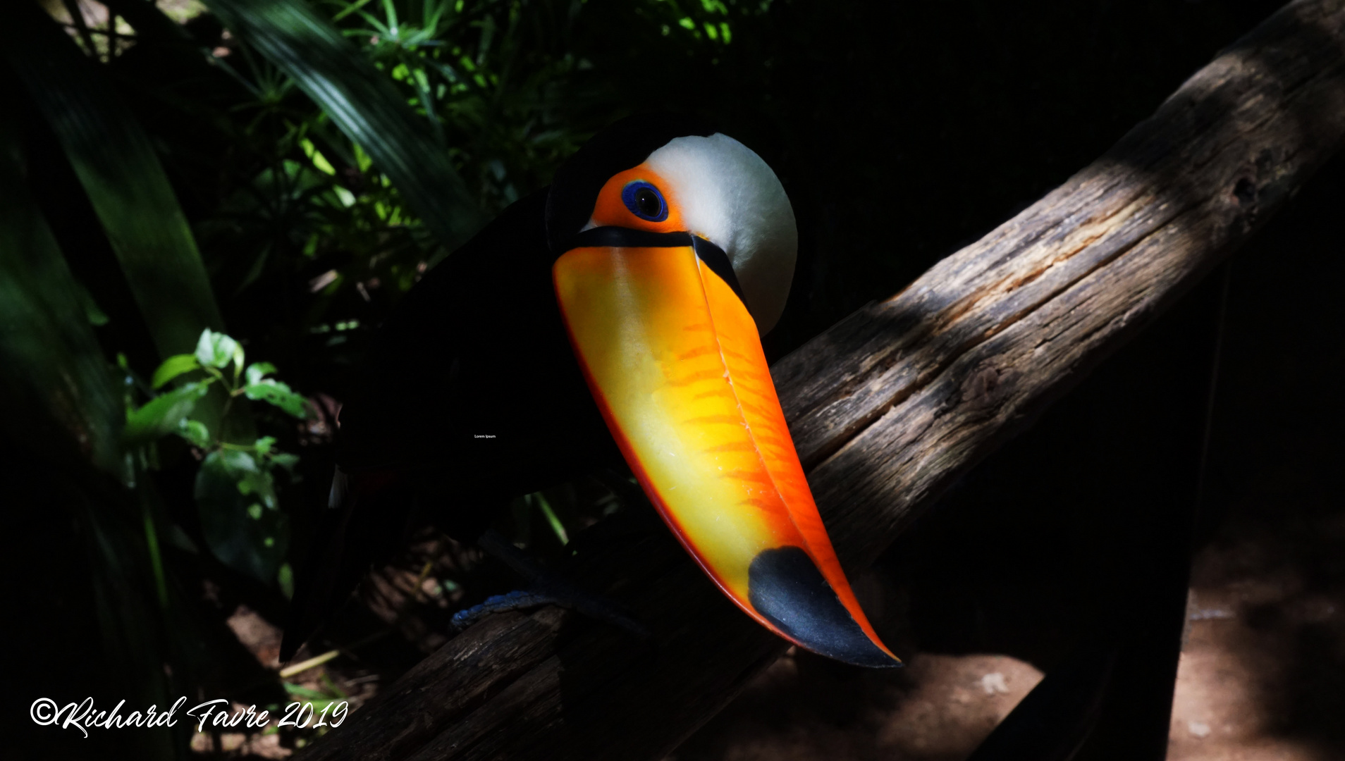 Toucan à Iguaçu - Brésil