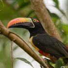 Toucan Aracari