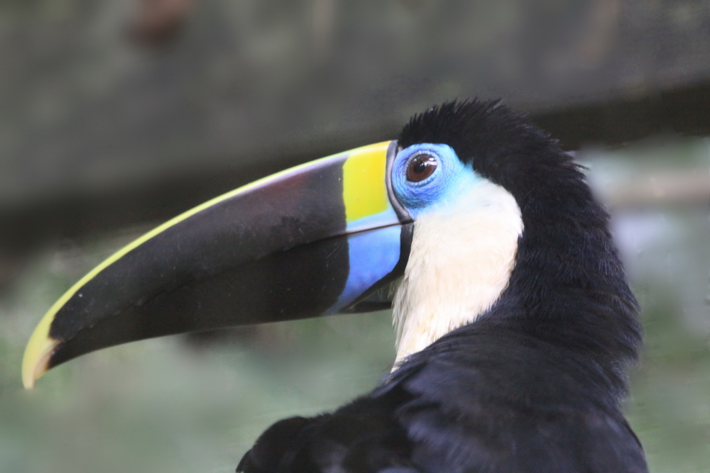 Toucan aussi