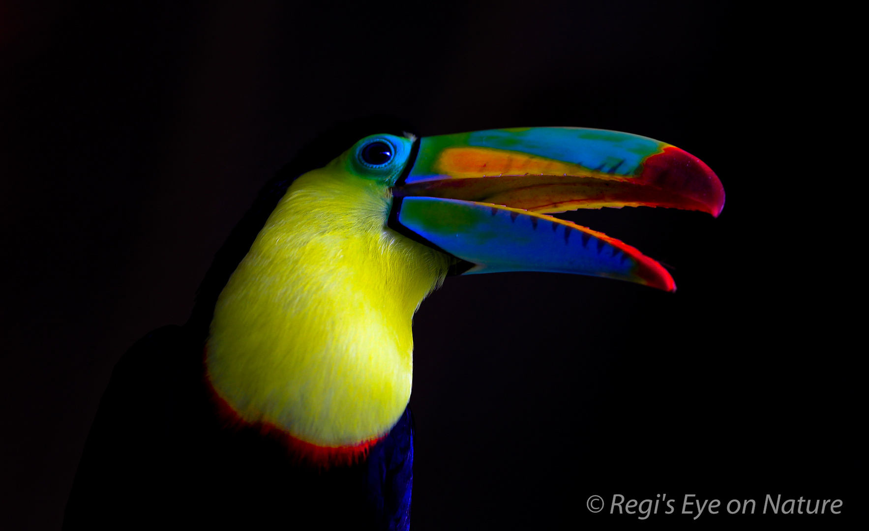 Toucan Beauty