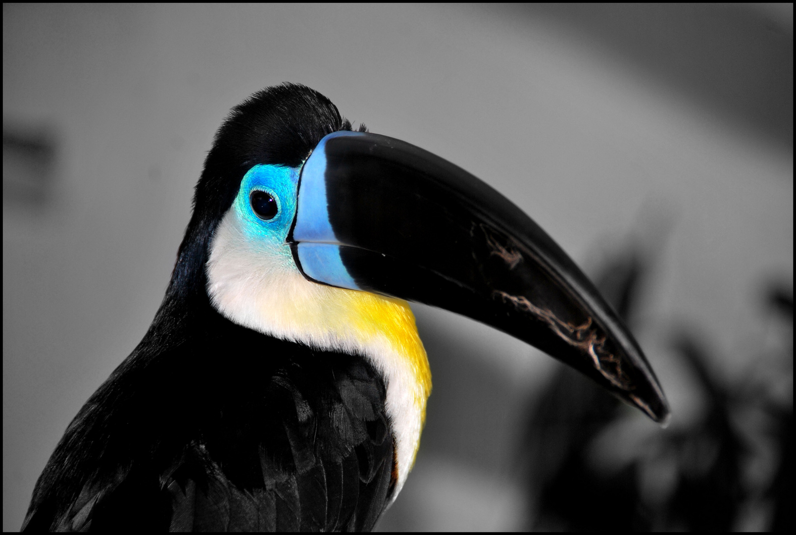 TOUCAN