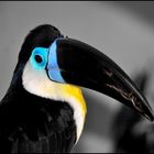 TOUCAN