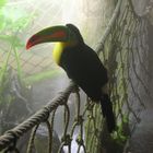 Toucan