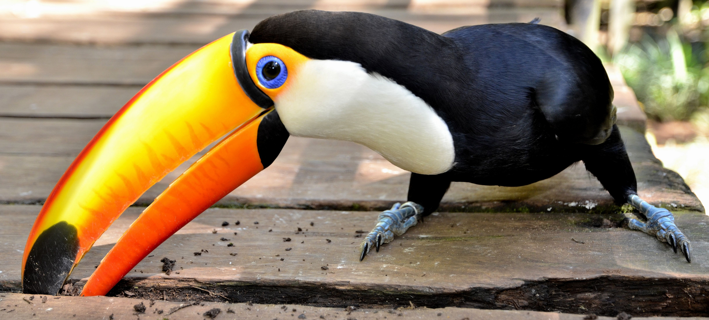 toucan curieux