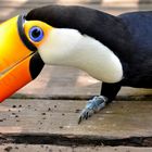 toucan curieux