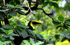 Toucan de Swainson