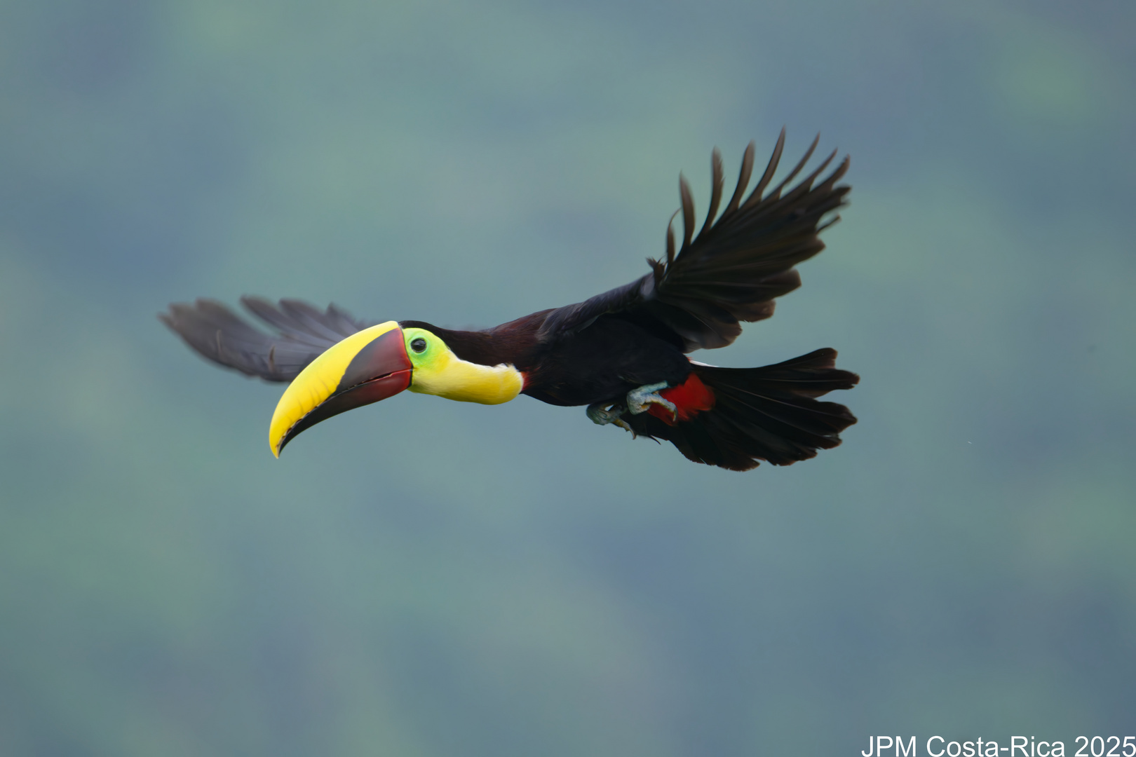 Toucan en vol