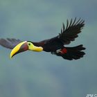 Toucan en vol
