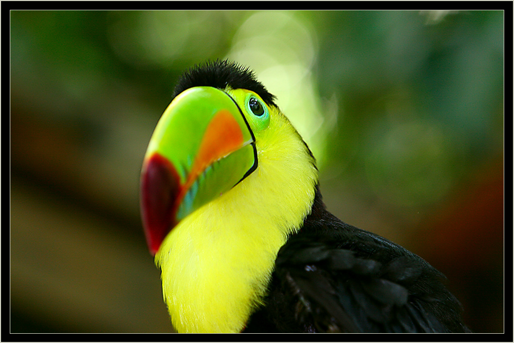 Toucan,