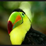 Toucan,