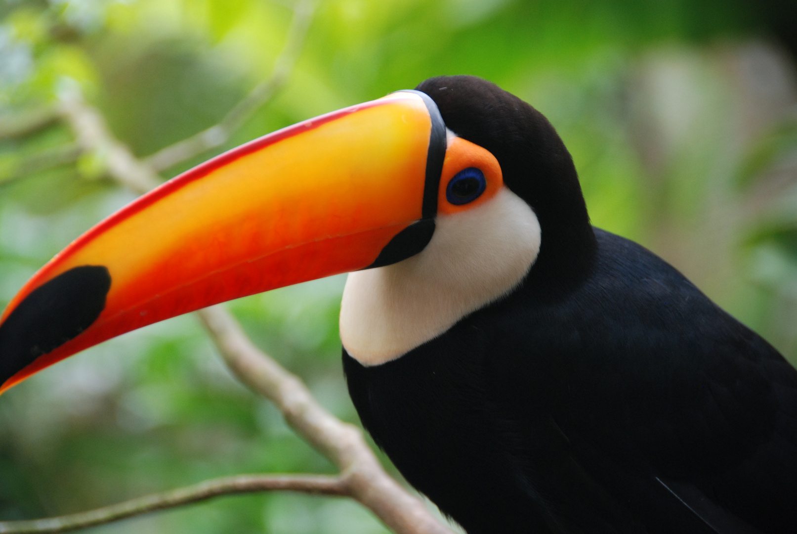 Toucan in natural habitat in Paraguay