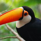 Toucan in natural habitat in Paraguay