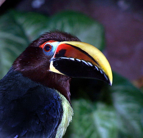 Toucan Sam