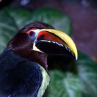 Toucan Sam