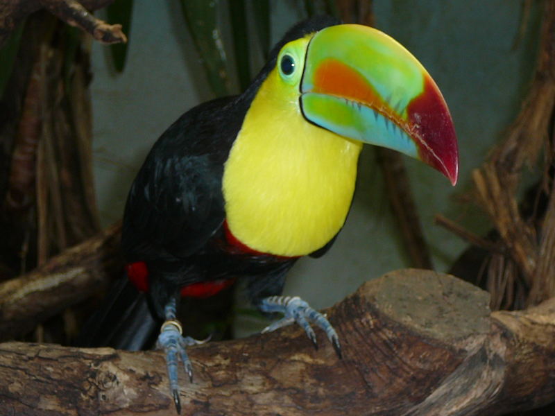 Toucan, Zurich zoo, Switzerland, 2007