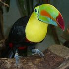 Toucan, Zurich zoo, Switzerland, 2007