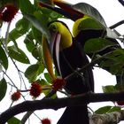 Toucans stealing our Rambutans